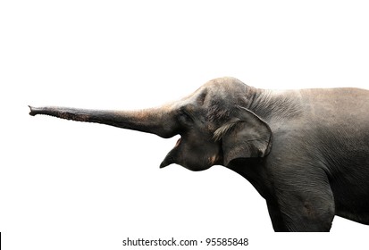 Asian elephant reaching out with it’s trunk to sense isolated against white background. Clipping path included.