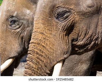 Asian Elephant Scientific Name Elephas Maximus Stock Photo 1925485685