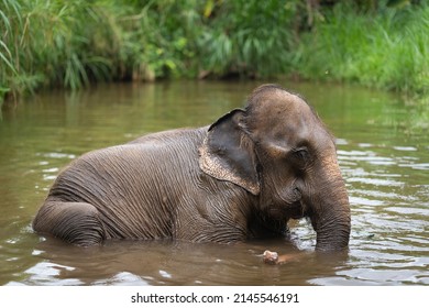 1,327 Elephant namely background Images, Stock Photos & Vectors