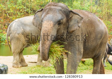 The  Asian Elephant shake off the sand before eat the grass