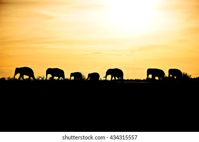 Asian Elephant silhouette Walk the Line in thailand