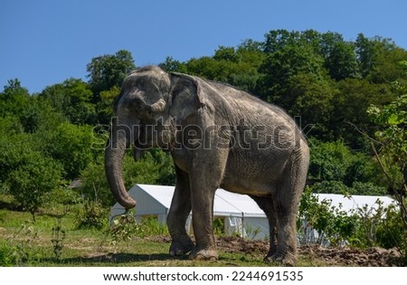 An Asian elephant stands against the background of a white marquee and trees.