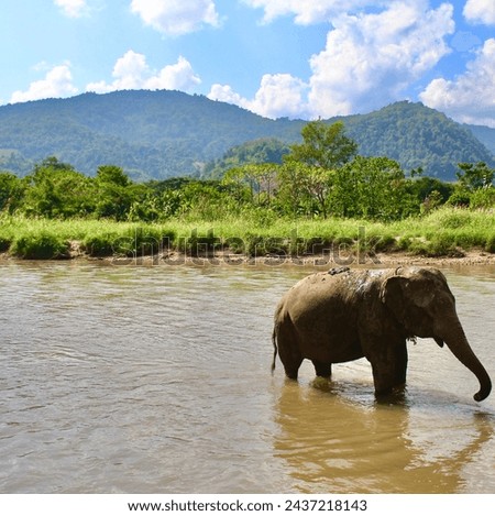 Asian elephant taking a bath in the river