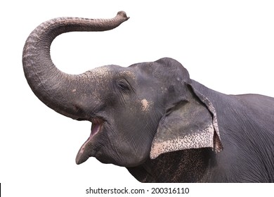 Asian elephant , trunk up 