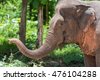 function elephant