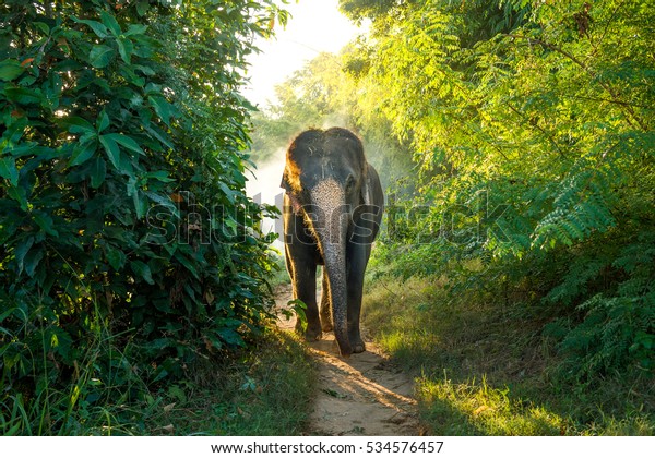 Asian elephant walking from the forest. Male Elephant in\
asian have ivory , trunk smaller than elephant from african.\
Elephants Galaxy in Asia, people of Zoo village park playing an\
important role.  