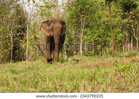 An Asian elephant walking on the meadow in the jungle in Cambodia sanctuary in Mondulkiri in Cambodia