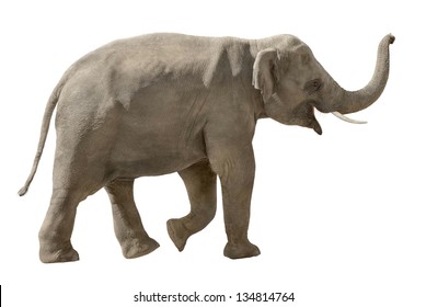 Asian elephant walking and raising his trunk in a cheerful way, isolated on white