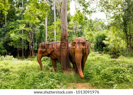 Asian Elephants in a Cambodian jungle