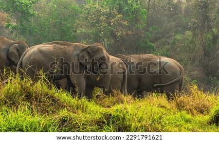 Asian elephants enjoy nature life in jungle at Northern Thailand forest