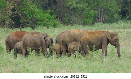 Asian Elephants Herd Family Grazing