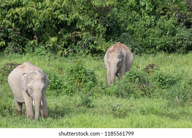 Asian Elephants Largest Living Land Animals Stock Photo 1185561799 ...