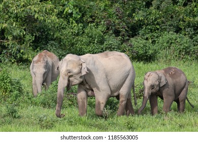 Asian Elephants Largest Living Land Animals Stock Photo (Edit Now ...