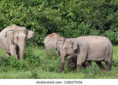 Asian Elephants Largest Living Land Animals Stock Photo (edit Now 