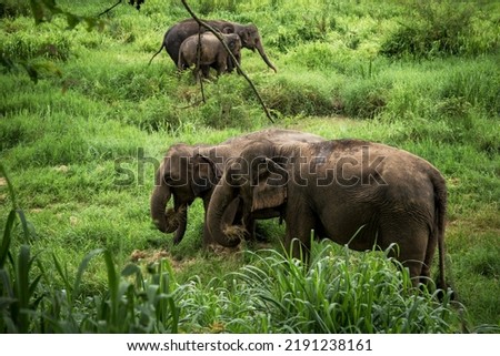 Asian elephants live in the Thai Elephant Conservation Center, Lampang Province, Asia Elephant in Thailand