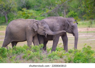 Asian Elephants Natural Behavior In National Park  