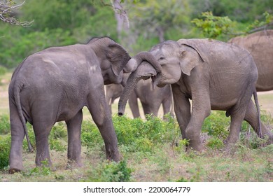 Asian Elephants With Their Natural Behavior 