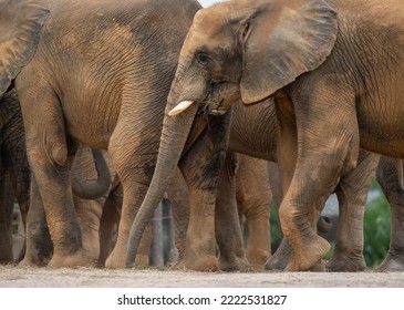 Asian elephants in the zoo - Shutterstock ID 2222531827