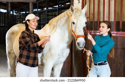 Asian and European women braiding mane of white horse in barn.