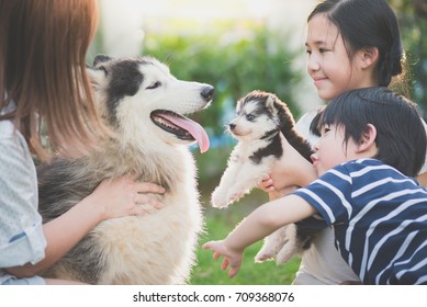 Asian Family Playing With Siberian Husky Dog Together