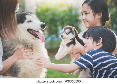 Asian Family Playing With Siberian Husky Dog Together