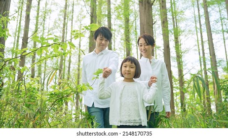 Asian Family Walking In The Forest. Environment Concept. Childcare. Sustainable Lifestyle.