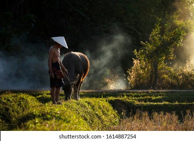 Asian farmer and buffalo in the rice field with sunset .