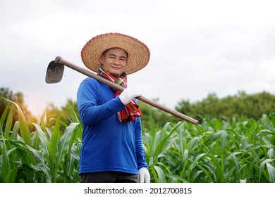 Asian Farmer Carry A Hoe On Shoulder To Work At Corn Field. Concept : Agriculture Occupation. Organic Farming. No Chemical. Using Traditional Manual Tool In Stead Of Use Herbicide.                   