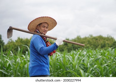 Asian Farmer Carry A Hoe On Shoulder To Work At Corn Field. Concept : Agriculture Occupation. Organic Farming. No Chemical. Using Traditional Manual Tool In Stead Of Use Herbicide.                    