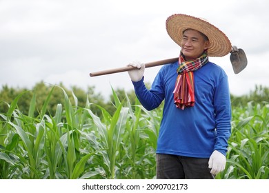 Asian Farmer Carry A Hoe On Shoulder To Work At Corn Field. Concept : Agriculture Occupation. Organic Farming. No Chemical. Using Traditional Manual Tool In Stead Of Use Herbicide. Eco-friendly.    