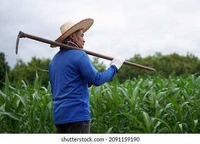 Asian Farmer Carry A Hoe On Shoulder To Work At Corn Field. Concept : Agriculture Occupation. Organic Farming. No Chemical. Using Traditional Manual Tool In Stead Of Use Herbicide. Eco-friendly.      