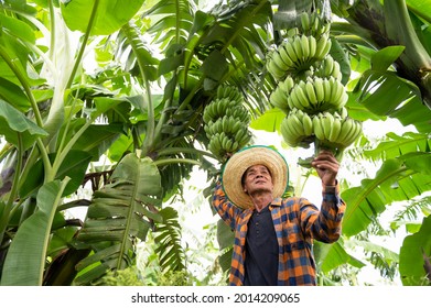 Asian Farmer Carrying Green Bananas In Farm Workers Hold Green Bananas For Export.