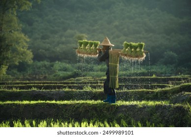 Asian farmer carrying seedlings on his back walking through the terraced fields, foggy in the morning, the sun shines on them from above, background features lush trees, an idyllic rural landscape. - Powered by Shutterstock