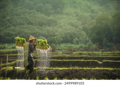 Asian farmer carrying seedlings on his back walking through the terraced fields, foggy in the morning, the sun shines on them from above, background features lush trees, an idyllic rural landscape. - Powered by Shutterstock