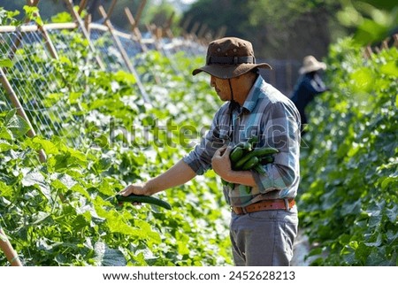 Asian farmer is freshly harvest healthy cucumber or zucchini from the vegetable organics farm approach for local gardener and homegrown produce