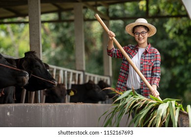 Asian Farmer Girl Smiling Veterinary Technician Feeding Cows In Farm