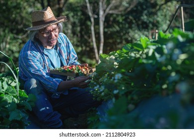 Asian Farmer harvesting ripe strawberries in the field, Strawberry field, holding a wood tray full with fresh red strawberries