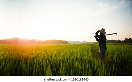 An Asian farmer looks at his own field after planting rice.