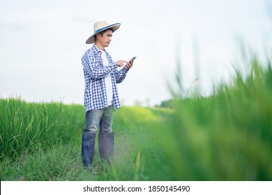 Asian Farmer Man Using A Smartphone At A Green Rice Farm. Full Body Portrait Image