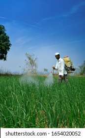 Asian Farmer Peasantry Spraying Pesticides In Onion Fields
In Akole, Maharashtra, India - February 09 2020