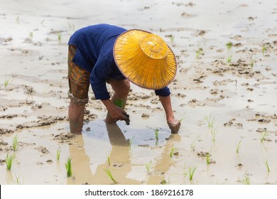 Asian Farmer Planting Rice On Organic Paddy Rice Field In Farmland. Farmers Divide Young Rice Plants And Replant In Flooded Rice Fields In South East Asia. Agriculture Concept.