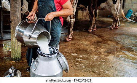 Asian Farmer Pouring Fresh Milk From Milk Churn Container Can Into Another. Local Dairy Farm In Thailand