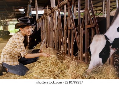 Asian Farmer Takes Care Of Feeding Cows With Dry Straw In A Care Cowshed : Supervise The Production Of Quality Cow's Milk In A Clean And Modern Cow Farm That Meets Standards.