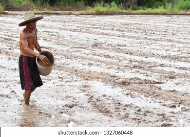 asian farmer throwing rice seed by hand on wet mud in rice field  - Shutterstock ID 1327060448