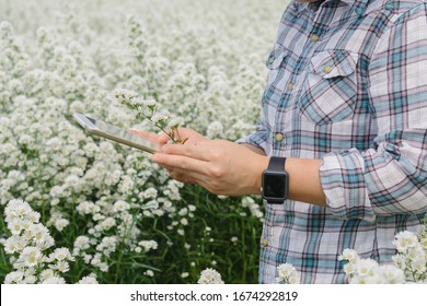 Asian Farmer using digital tablet to record data  in flower farm