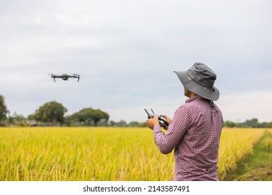 Asian Farmer Using Drone Flying Navigating Above Farmland Rice Field. A Young Farmer Controls A Drone In A Large Scale Survey Of Tenderly Touching A Young Rice In The Agricultural Plots