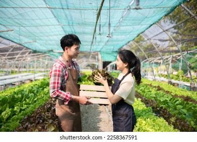 Asian farmer using hand holding tablet and organic vegetables hydroponic in greenhouse plantation. Female hydroponic salad vegetable garden owner working. Smart farming  - Shutterstock ID 2258367591