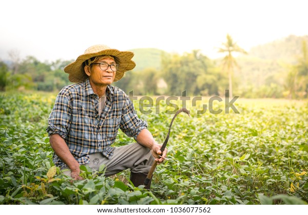 Asian Farmer Using Sickle Harvesting Field Stock Photo 1036077562 ...