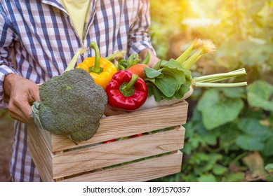 Asian Farmer woman holding wooden box full of fresh raw vegetables (bell peppers, carrots, broccoli, radish, baby corn, green peas and sweet peas ) in the hands.Concept of biological, bio products,  - Powered by Shutterstock