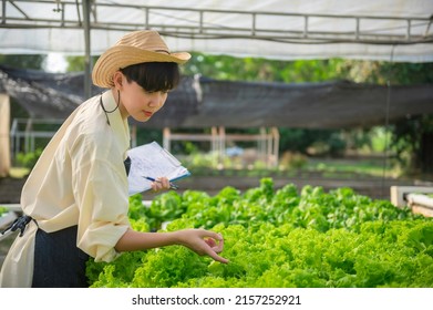 Asian Farmer Woman Working At Salad Farm,Female Asia Growing Vegetables For A Wholesale Business In The Fresh Market